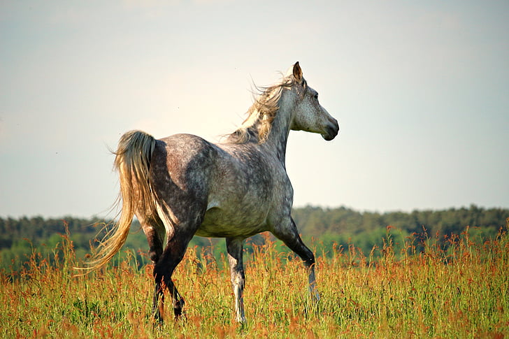 beige horse stands on lush grass field photo during daytime