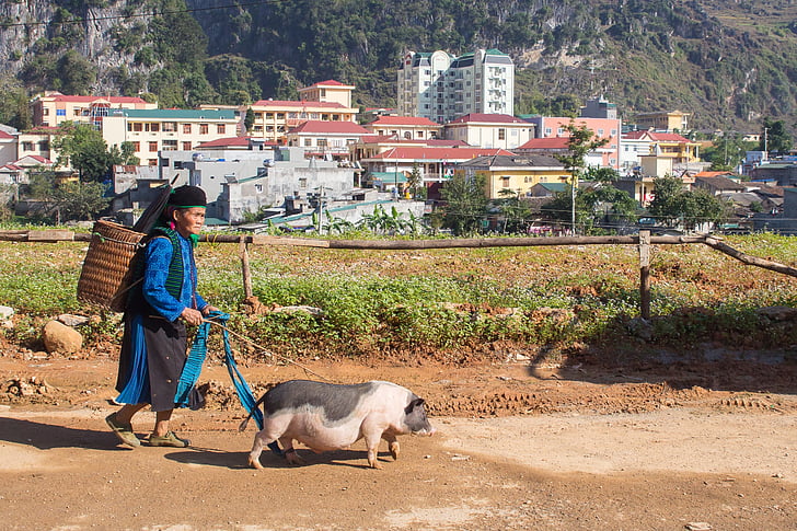 woman walking together with pig during daytime