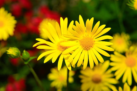 macro shot of yellow daisy flowers