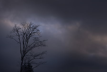 black bare tree under cloudy sky
