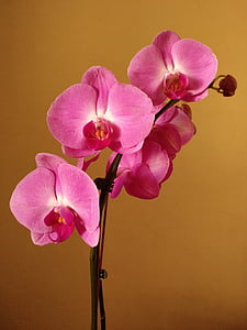 closeup photography of purple moth orchid flowers