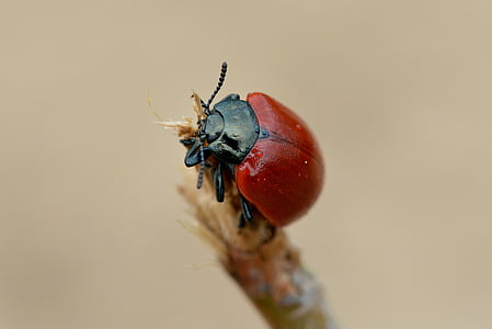 red and black bug on twig