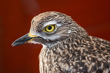 closeup photography of gray bird