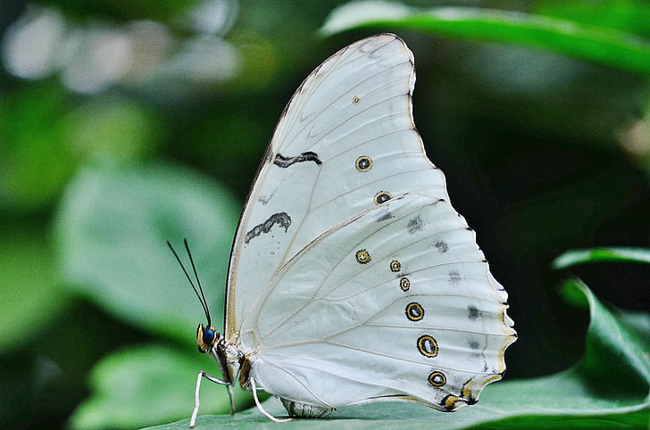 selective focus photography of white and brown spotted butterfly perched on green leaf