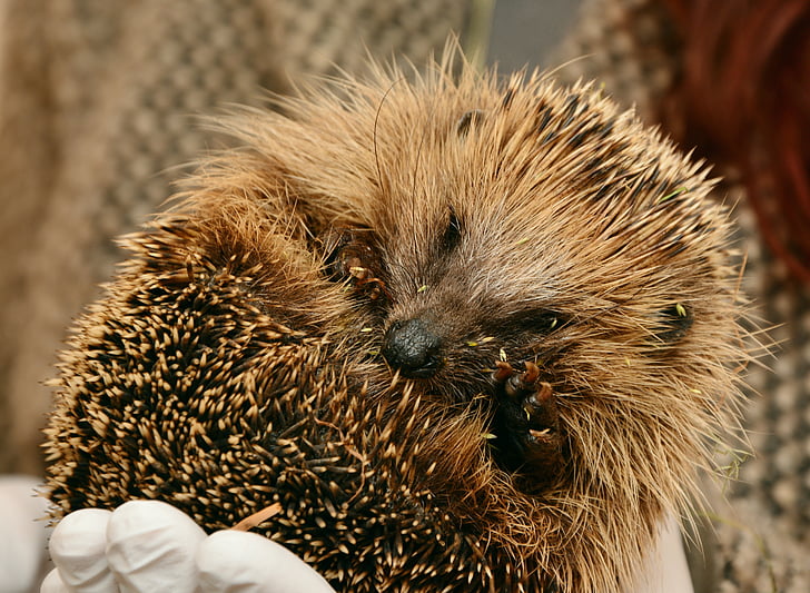 person holding brown porcupine