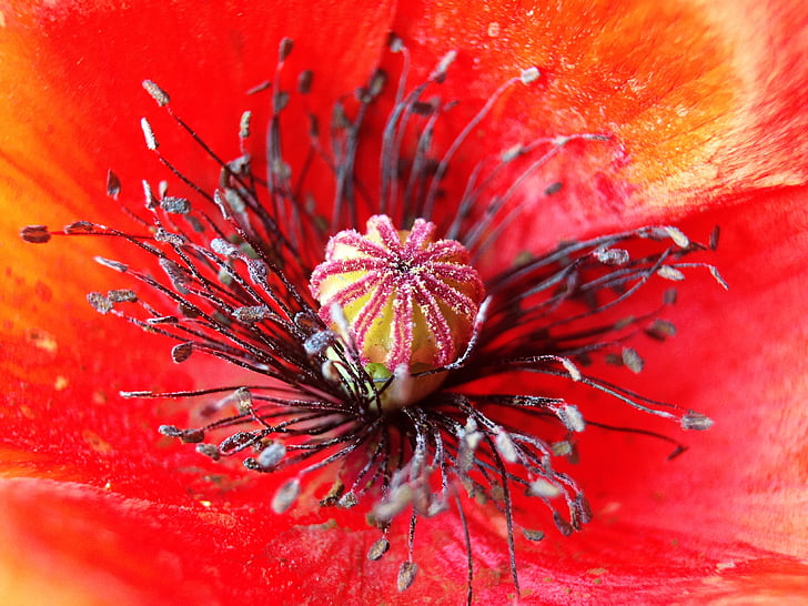 macro photography of red poppy in bloom