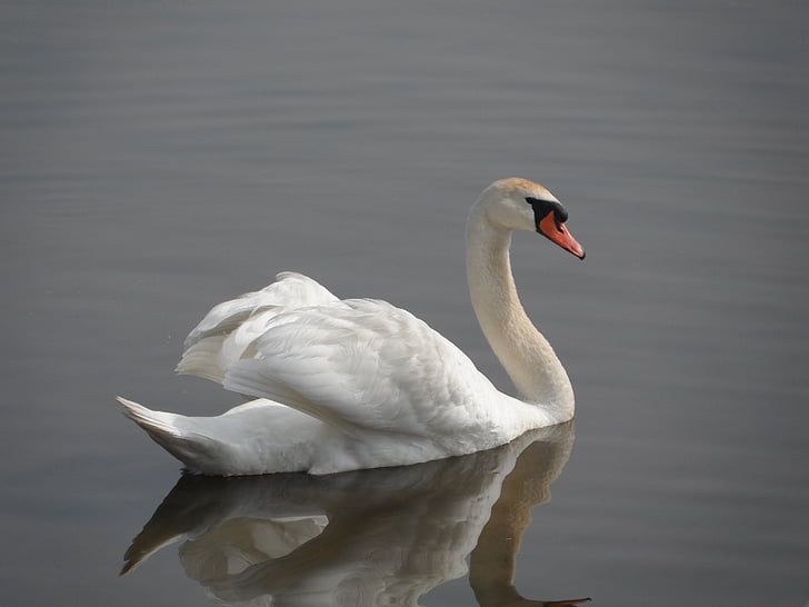 white swan in river during daytime