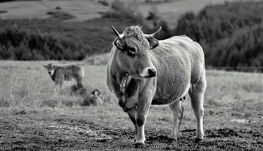 grayscale photography of bull standing on grass field