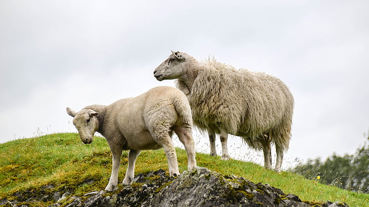 two sheeps on green grassland