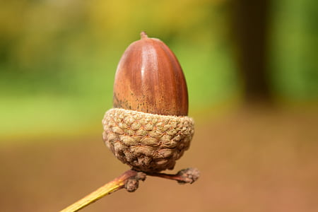tilt-shift photography of walnut