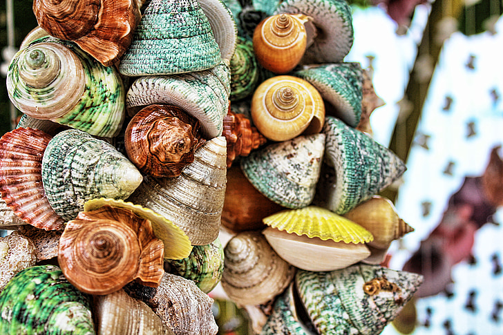 65,800+ Seashell Food Stock Photos, Pictures & Royalty-Free Images