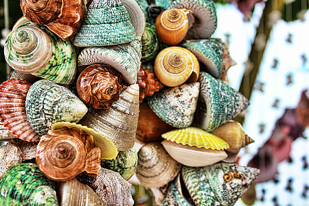 closeup photography of assorted-color seashells