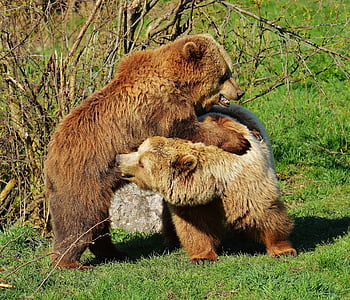 two grizzly bears in forest