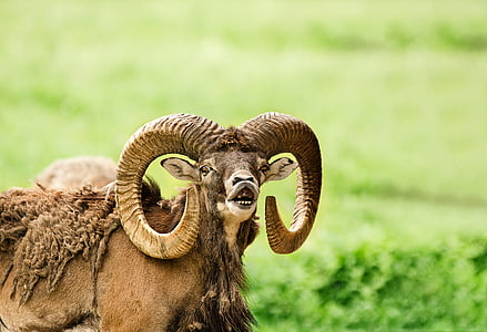 brown and white ram on grass field