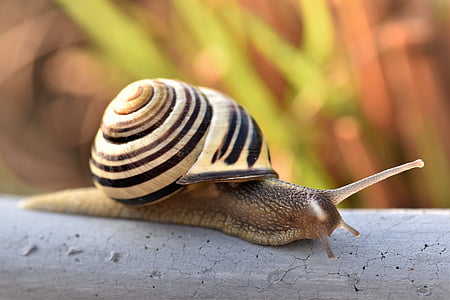 selective focus photo of snail on gray branch