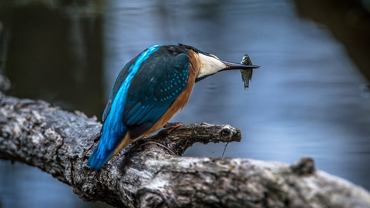 blue and brown bird with fish in beak