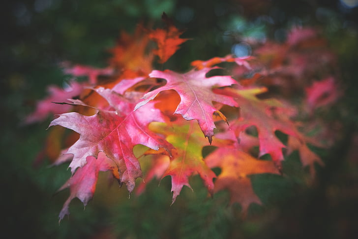 selective focus photography of maple tree leaf