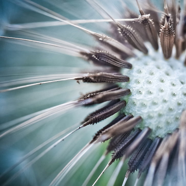 closeup photography of dandelion flower ]