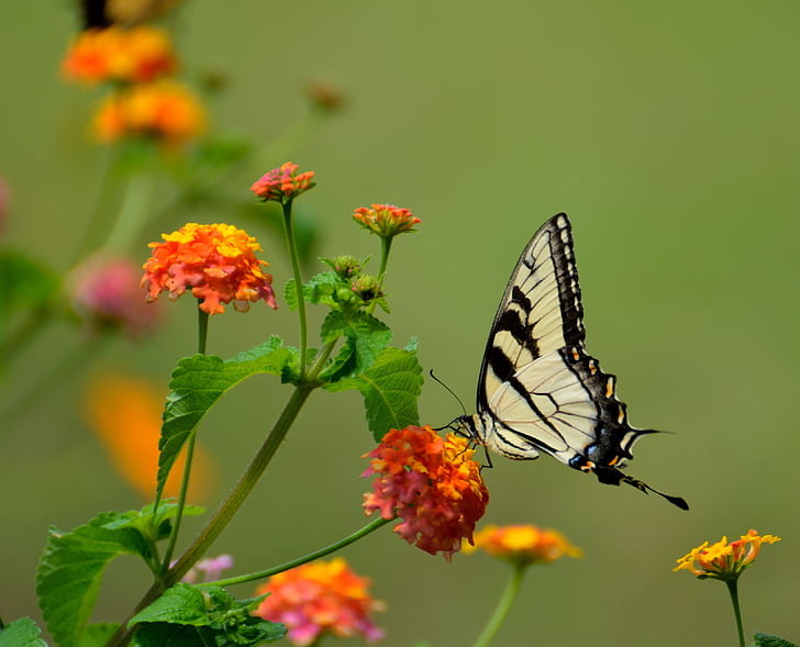 Eastern tiger swallowtail butterfly perched on yellow and orange lantana flower