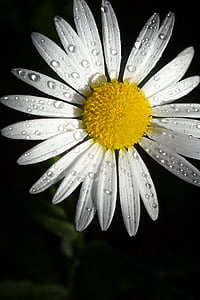 shallow focus of white and yellow flower