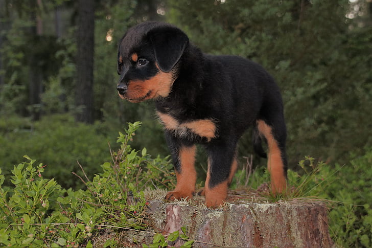 short-coated black and tan puppy near green leaf trees