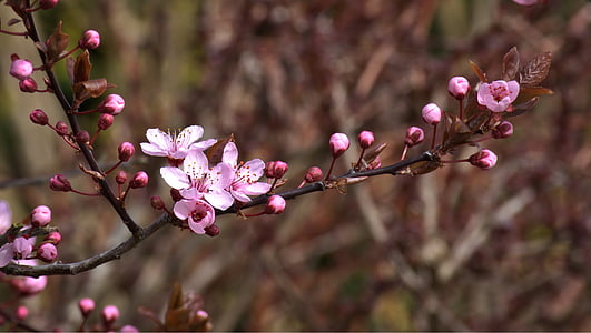photo of cherry blossoms