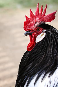 macro photography of a rooster