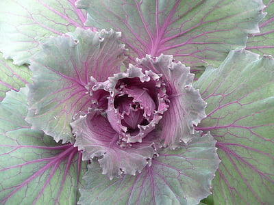 purple and green ornamental kale in macro photography