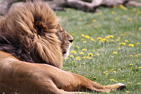 brown lion laying on green grasses