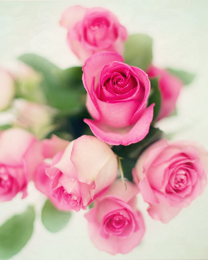 depth of field photography of bouquet of pink roses
