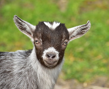 closed up photo of gray goat