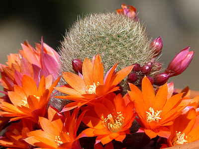 shallow focus photography of green cactus plant with orange petal flowers