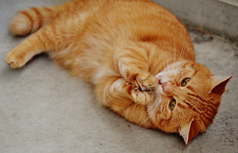 orange cat lying on floor