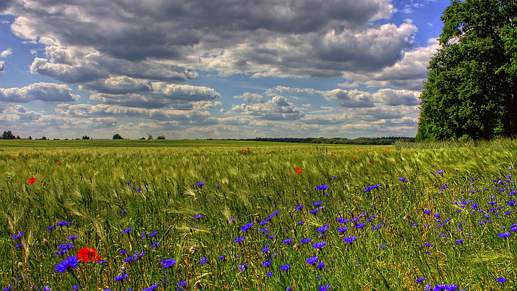flower field under gray and white clouds