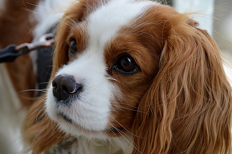 close-up photo of long-coated tan and white puppy