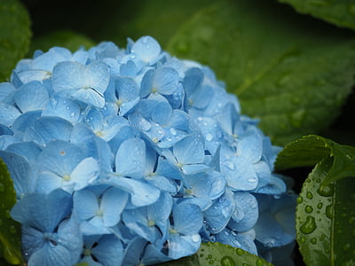 selective focus photography of blue petaled flower with water dew