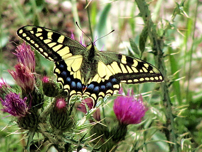 macro photography of Eastern tiger swallowtail butterfly on pink flowers