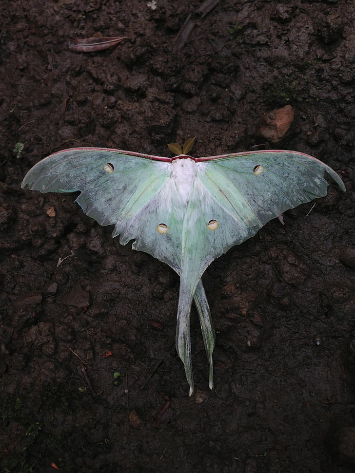 white and green moth on brown soil