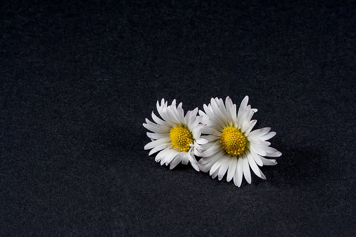 two daisy flowers with black background