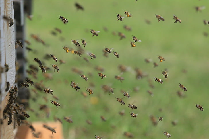 focus photo of yellow and black bees