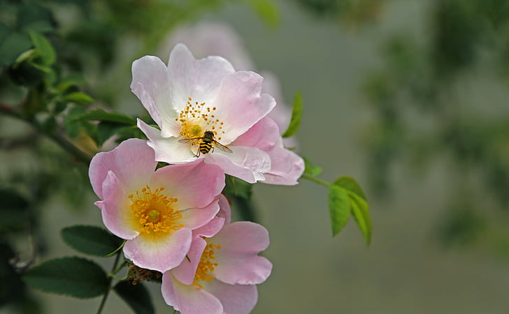 honey bee resting on pink flower