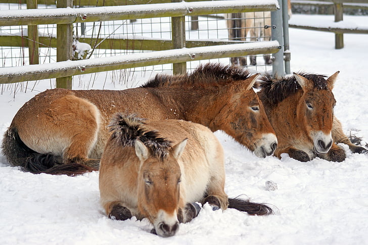 three brown donkey lying on snowfield near wooden fences