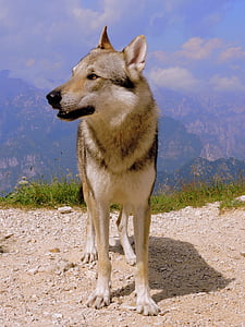 adult white and gray wolf standing on brown soil