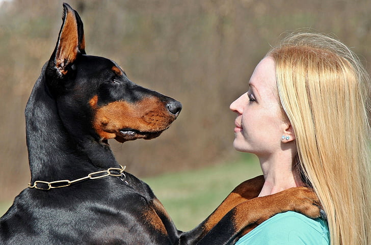 woman and Doberman facing at each other