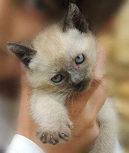 person holding short-fur white and black kitten