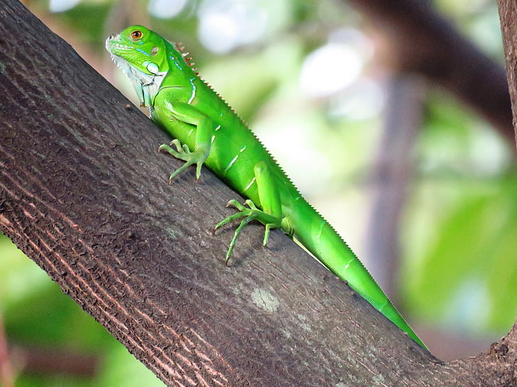closeup photography of green iguana on brown tree branch