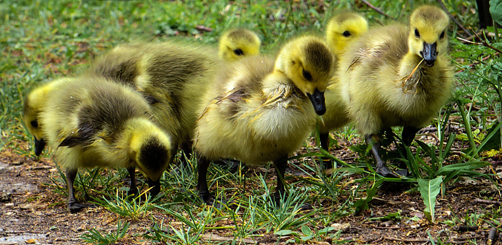 macro photography of six yellow ducklings during daytime