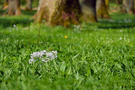white petaled flowers on green grass field