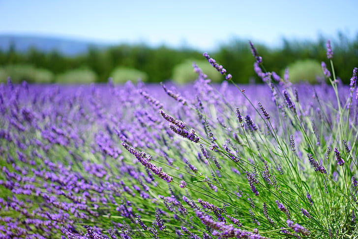 purple lavender flower field at daytime
