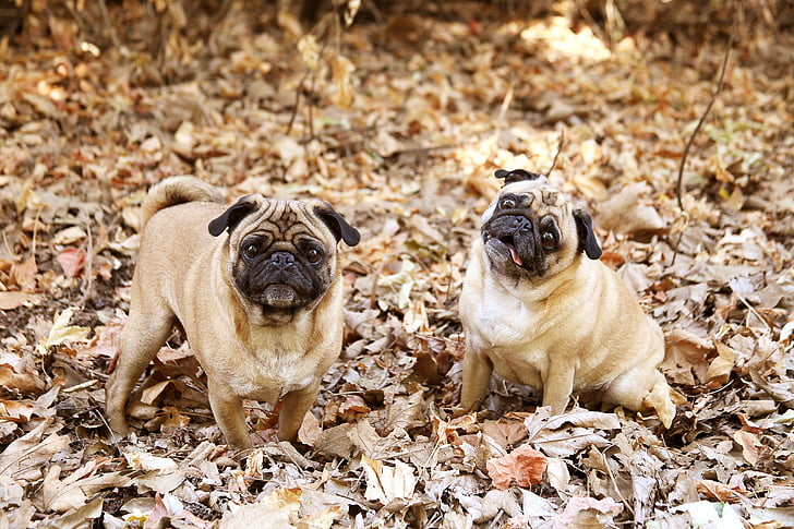 two adult fawn pugs